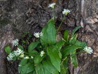 Bärlauchblüten am Fuß eines Baumstammes